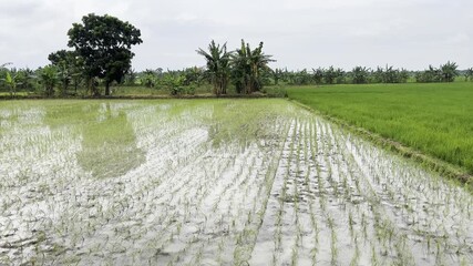 Vast green rice fields under a cloudy sky - Powered by Adobe