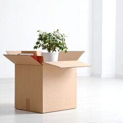 A vibrant green plant with broad leaves sits alone in the center of a spacious, empty cardboard box, casting soft shadows on the interior walls.
