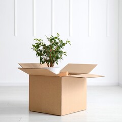 A vibrant green plant with broad leaves sits gracefully in the center of a large, empty cardboard box, casting soft shadows on the interior walls.