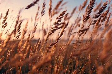 Fototapeta premium Golden Hour in a Field of Tall Grass