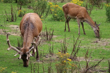 Cerf et biche dans le parc de Bunratty