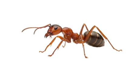 Red ant isolated on transparent background PNG, close-up of insect with detailed anatomy for educational and scientific use
