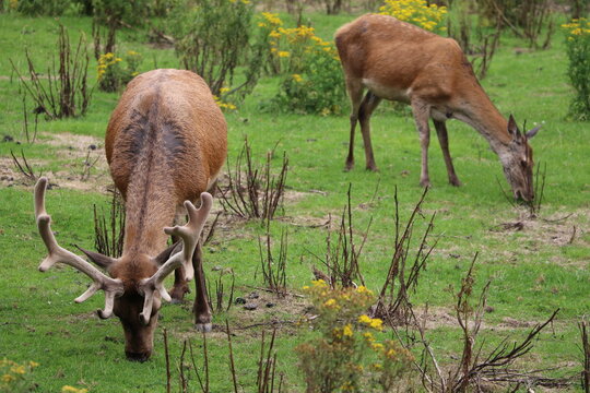 Cerf et biche dans le parc de Bunratty