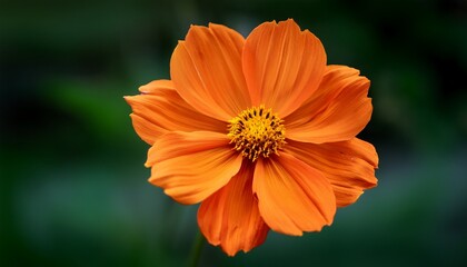 Close Up Of An Orange Cosmos Flower In Full Bloom With A Deep Green Background