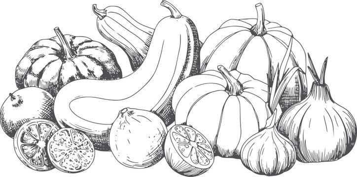 Hand drawn monochrome botanical vegetable with squash garlic and citrus