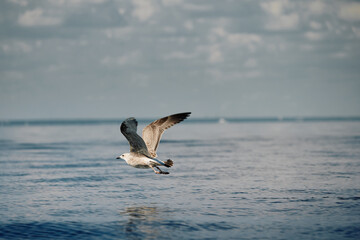 A seagull flies close to the surface of the water on a clear sunny day