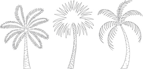 Obraz premium Three minimalist line palm trees in monochrome outline style
