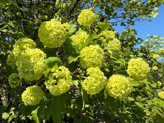 Viburnum opulus guelder rose roseum green blooming bush in spring. 