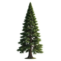 Fototapeta premium Tall evergreen tree isolated on white background