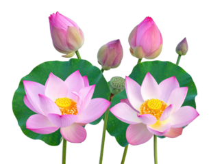 Close-up of delicate pink lotus flowers, buds, green leaves, and a seed pod against a stark black background