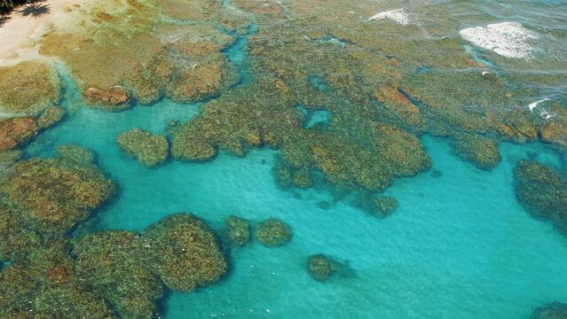 Colorful coral heads near sandy Playa Cocles Costa Rica at sunny low tide.