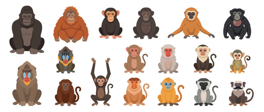 A collection of various monkey species and apes, including gorillas, chimpanzees, orangutans, and mandrills, in a cartoon style.