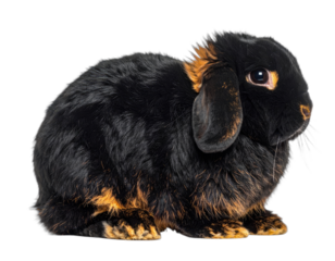 A close-up studio portrait of a black and tan lop-eared rabbit against a black background.