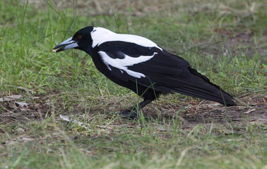 Australian Magpie (Gymnorhina tibicen), adult male, Belair National Park, Adelaide, SA, Australia.