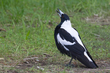 Australian Magpie (Gymnorhina tibicen), adult male, Belair National Park, Adelaide, SA, Australia.