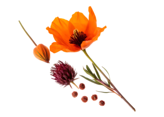 Orange poppy flower bud and thistle isolated on white background