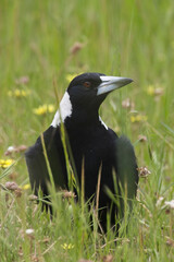 Australian Magpie (Gymnorhina tibicen), adult, Belair National Park, Adelaide, SA, Australia.