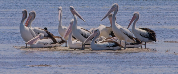 Australian Pelicans (Pelecanus conspicillatus), a group on a small island, near Adelaide, SA, Australia.