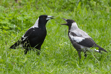 Australian Magpies (Gymnorhina tibicen), an adult female with a begging juvenile, Belair National Park, Adelaide, SA, Australia.