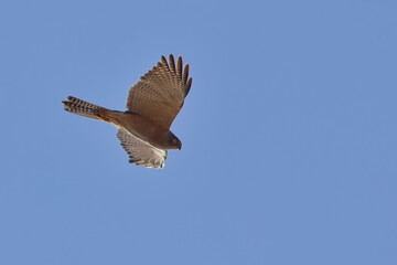 Brown Goshawk (Tachyspiza fasciata), in flight against blue sky, Belair National Park, Adelaide, SA, Australia.