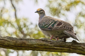 Common Bronzewing (Phaps chalcoptera) perched on a bough, Belair National Park, Adelaide, SA, Australia.