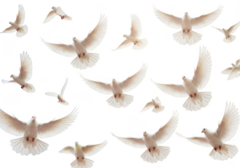 Flock of white doves flying isolated on transparent background for peace, hope, and freedom concepts