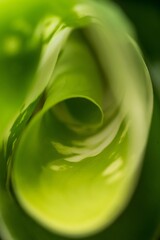 Fibonacci essence in nature; the growth spiral of the dumbcane leaf; Dieffenbachia Seguine