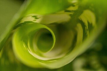 Fibonacci essence in nature; the growth spiral of the dumbcane leaf; Dieffenbachia Seguine