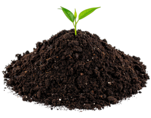A small green plant sprouts from a dark brown pile of soil against a transparent backdrop