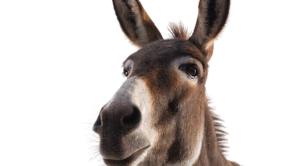 Close-up of a donkey's face against, isolated on white background.