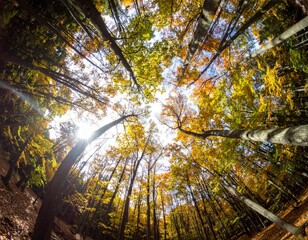 Fototapeta premium Autumn Forest Canopy With Sunburst View