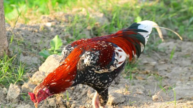 Asil (Aseel) Chicken in 120fps 4K Slow Motion. Powerful Traditional Gamefowl Standing Proud with Muscular Build, Glossy Feathers, and Alert Posture Captured in Cinematic High-Detail Rural and Livestoc