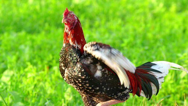 Asil (Aseel) Chicken in 120fps 4K Slow Motion. Powerful Traditional Gamefowl Standing Proud with Muscular Build, Glossy Feathers, and Alert Posture Captured in Cinematic High-Detail Rural and Livestoc