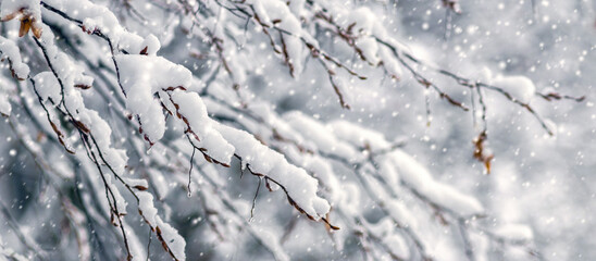 Snow-covered tree branches during snowfall with soft blurred winter background and falling snowflakes on cold frosty day