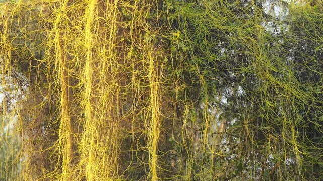 Cuscuta reflexa (Giant Dodder, Amar Bel, Akashbel) Twining on Host Plant in 120fps 4K Slow Motion. Parasitic Vine with Golden Yellow Threads Wrapping Vegetation, Showing Growth Pattern and Texture in 