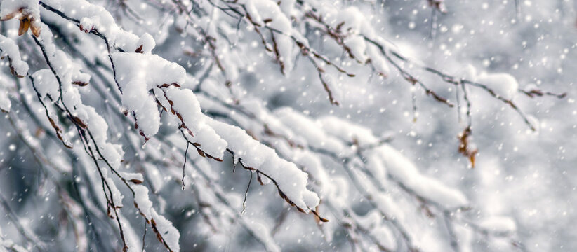 Snow-covered tree branches during snowfall with soft blurred winter background and falling snowflakes on cold frosty day - Powered by Adobe