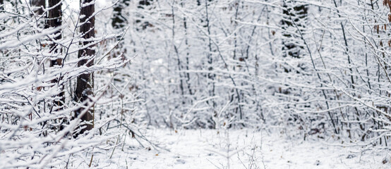 Snow-covered winter forest with densely covered trees and branches, frosty nature with white snow on all surfaces in cold weather