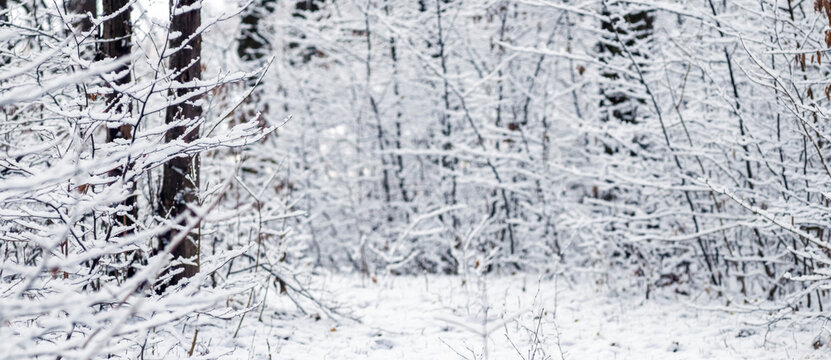 Snow-covered winter forest with densely covered trees and branches, frosty nature with white snow on all surfaces in cold weather