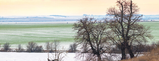 Winter rural landscape with bare trees on snowy field and green winter crops on horizon under warm sky at dawn