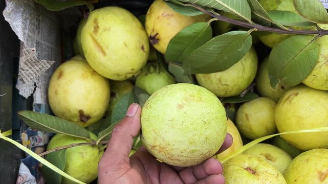 person choosing ripe guava from fruit market produce box at retail shop