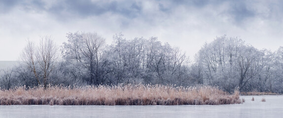 Winter landscape with snow-covered trees and dry reeds on shore of frozen lake under cloudy sky on frosty day