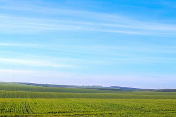 Fototapeta premium Panoramic landscape of a green field with young winter crop sprouts under a clear blue sky in spring at dawn