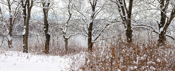 Winter forest landscape with snow-covered trees and dry leaves on slope