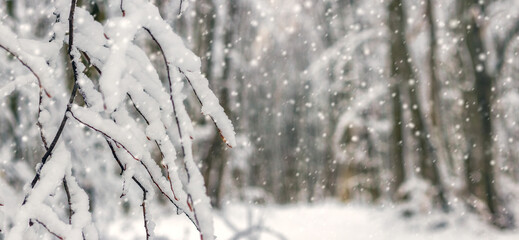 Snow-covered tree branches along forest path in winter woodland