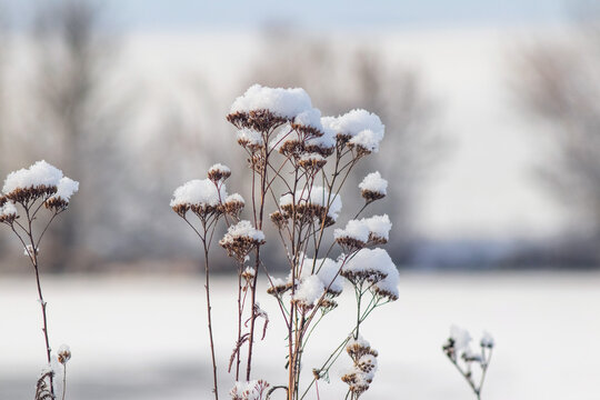 Snow-covered dry flower stems with fluffy snow caps on soft blurred winter background, frosty nature with delicate plants