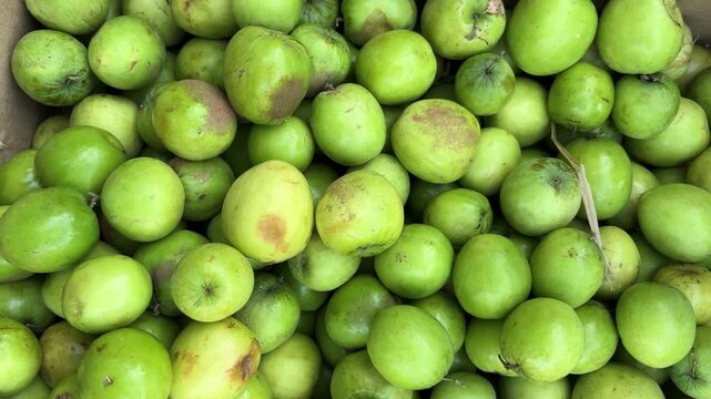 heap of fresh green Indian Jujube fruits for sale at local market