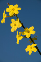 Bl&uuml;hender Zweig des Winter-Jasmins vor Blauem Himmel