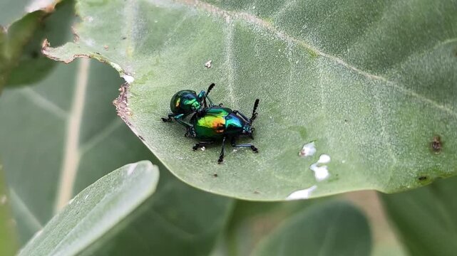Two iridescent green dogbane leaf beetles mating on a leaf.