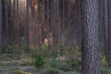 Fototapeta premium tree in the forest