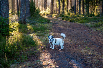 dog walking in the forest in the autumn.